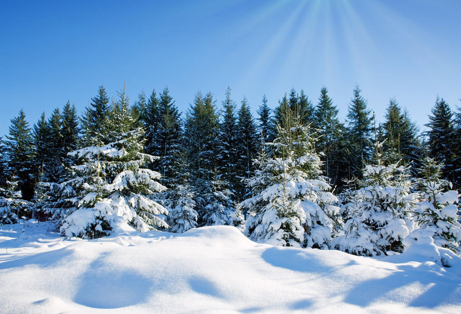 Snow covered trees in sunset in the winter forest – Peel and Stick Wall Murals