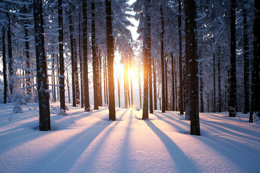 Snow-covered trees in a serene winter forest – Peel and Stick Wall Murals