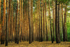 Tall Thin Forest Trees Wall Mural