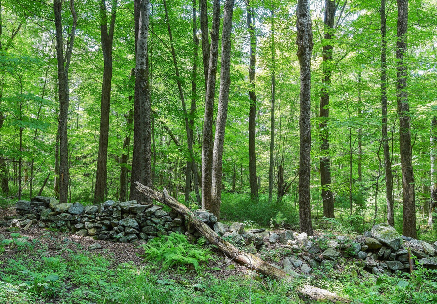 The Forest of the Quabbin Reservoir in Ware, Massachusetts Wall Mural Wallpaper Mural Deposit Photo Color Original Custom Size