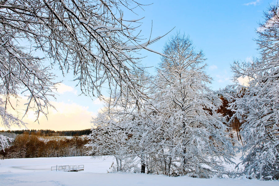 Snow-covered trees surrounding frozen pond in winter landscape – Peel and Stick Wall Murals