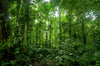 Tropical Rainforest Landscape in the Amazon Wall Mural