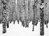 Trunks Of Birch Trees In The Winter Wall Mural