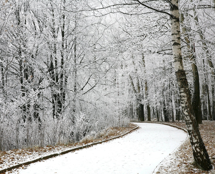 walkway in a winter park – Peel and Stick Wall Murals