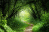 Way in Deep Forest Wall Mural