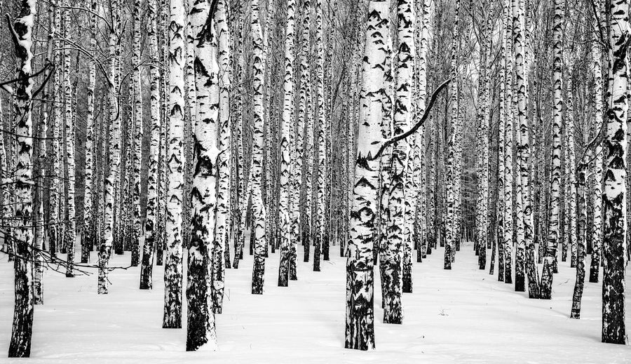 Winter Birch Trees Black and White Wall Mural