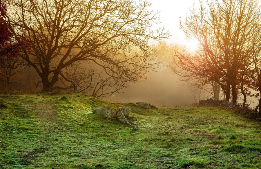 Winter Foggy Forest Landscape at Sunset Wall Mural Wallpaper Mural Color Original Custom Size