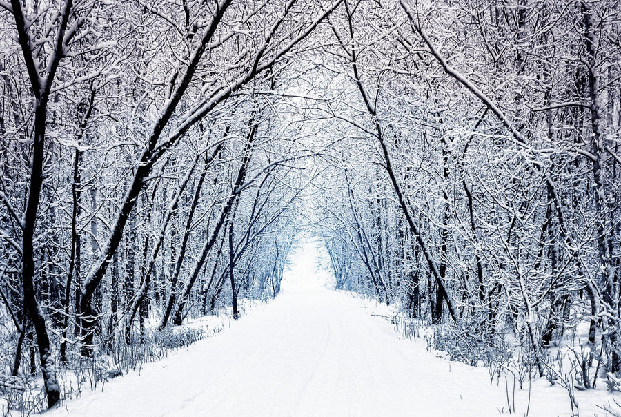 winter scene of a road winding through a snowy forest – Peel and Stick Wall Murals