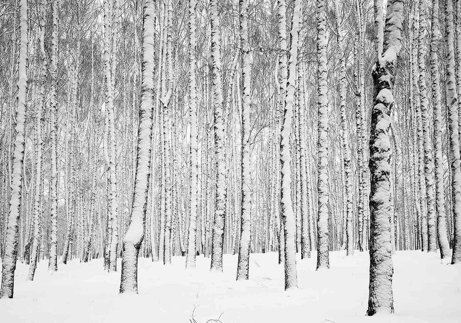 Winter Snowy Birch Tree Forest Black and White Wall Mural