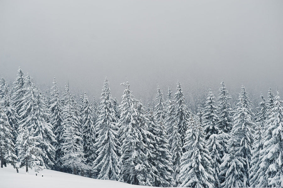 Snow-covered trees with a majestic mountain in the background – Peel and Stick Wall Murals