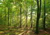Wisconsin Green Forest Wall Mural