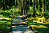 Wooden Walkway in the Forest Wall Mural