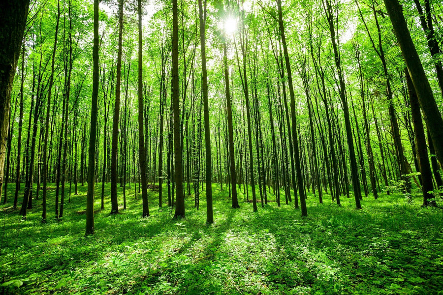 A serene, vibrant scene of a lush forest with tall, thin trees and sunlight filtering through vibrant green leaves is beautifully captured in the Young Forest Trees Wall Mural, showcasing natural beauty with dappled patterns on dense foliage.