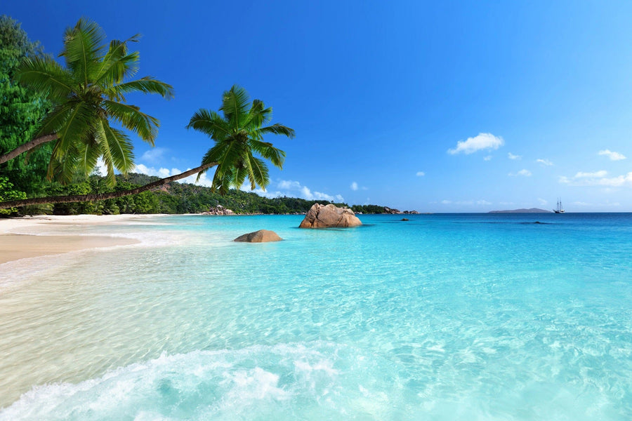 The Anse Lazio Beach Wall Mural features a tropical beach scene with turquoise waters on white sand, tall palm trees casting shadows, large rocks at the water's edge, and a backdrop of lush greenery lining the coast under a clear blue sky.