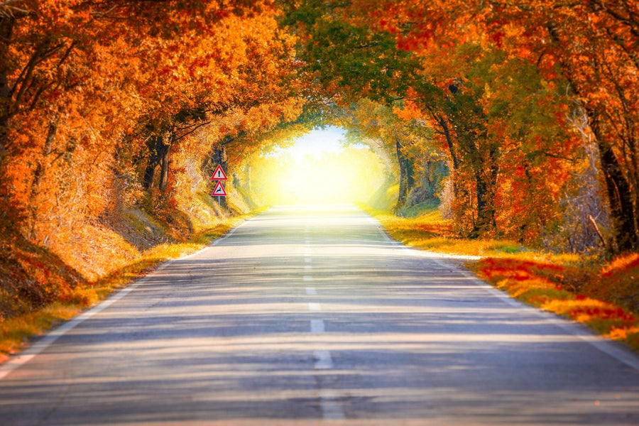 Autumn Fall Road Wall Mural Peel and stick Wall Mural Color Original Custom Size