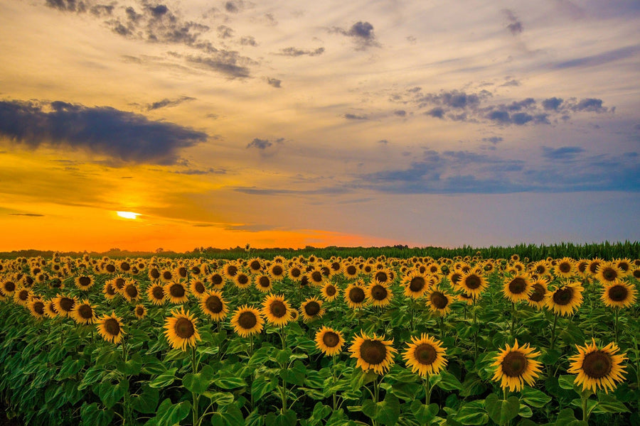 Beautiful Sunflower Field Panorama Wall Mural