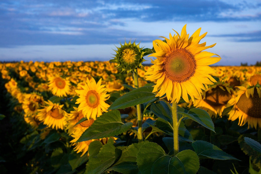 The Blooming Under Sky Wall Mural showcases bright yellow sunflowers and lush green leaves beneath a blue sky, printed as an easy peel and stick mural to add vibrant color to any room.