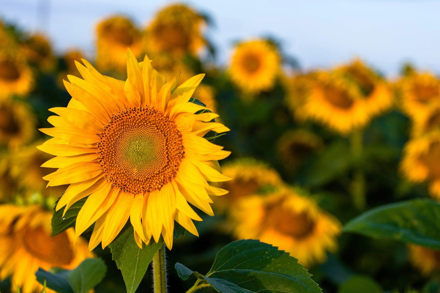The Sunflower 2 Wall Mural features a vibrant yellow sunflower in sharp focus with blurred blooms and green leaves in warm sunlight—ideal inspiration for peel and stick or custom printed wall murals.