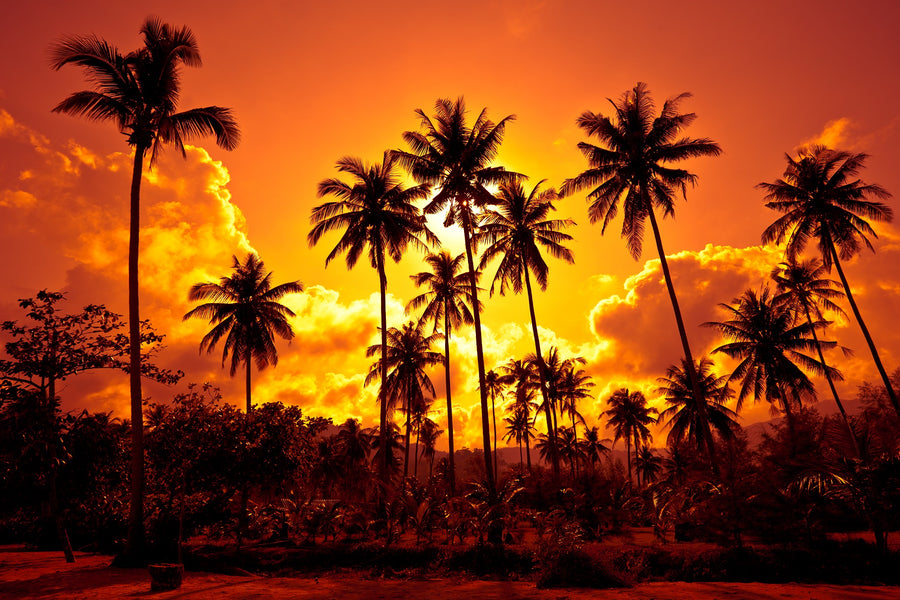 A serene sunset with tall coconut palms in the foreground, creating a picturesque tropical scene – Peel and Stick Wall Murals