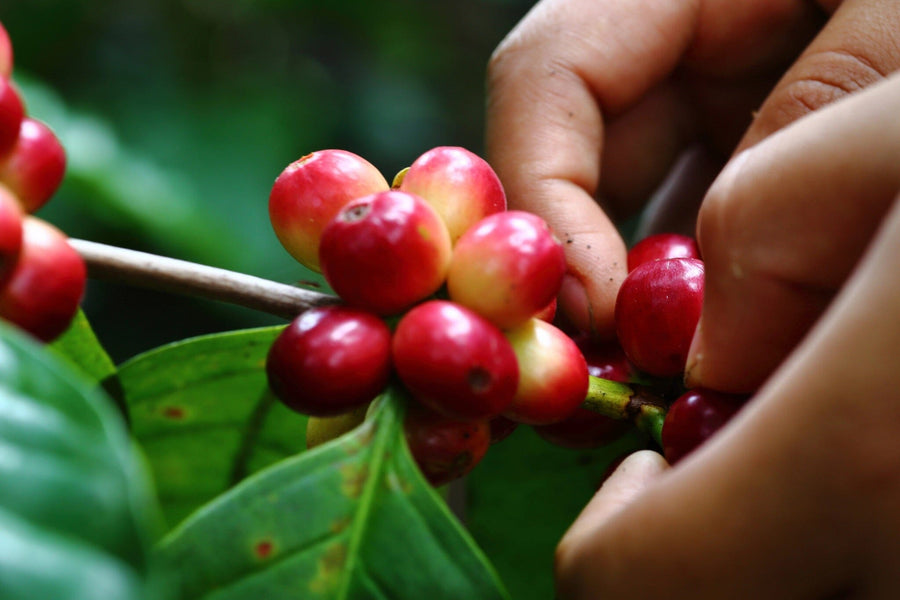 Coffee Cherries Wall Mural - Peel and Stick Wall Murals Peel and stick Wall Mural Color Original Custom Size