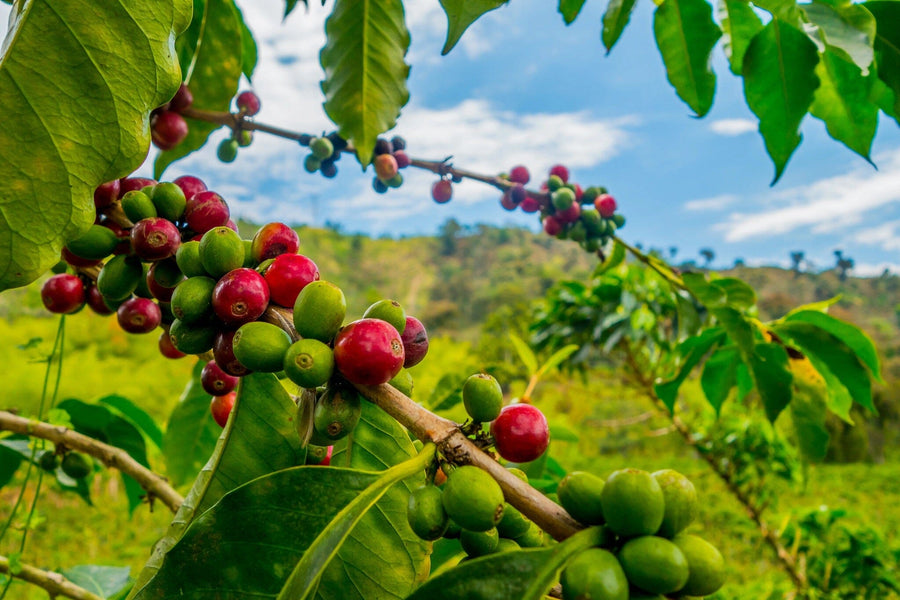 Ripe red and unripe green cherries adorn a branch with vibrant leaves, set against a blurred green landscape under a blue sky. Transform your space effortlessly with the serene Coffee 18 Wall Mural, available as custom printed or peel and stick options.