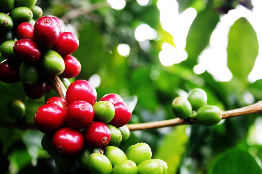 The Coffee Cherries on a Tree Wall Mural showcases close-up shots of vibrant red and green coffee cherries amid lush foliage, with sunlight filtering through to highlight the rich colors—perfect for custom printed murals.