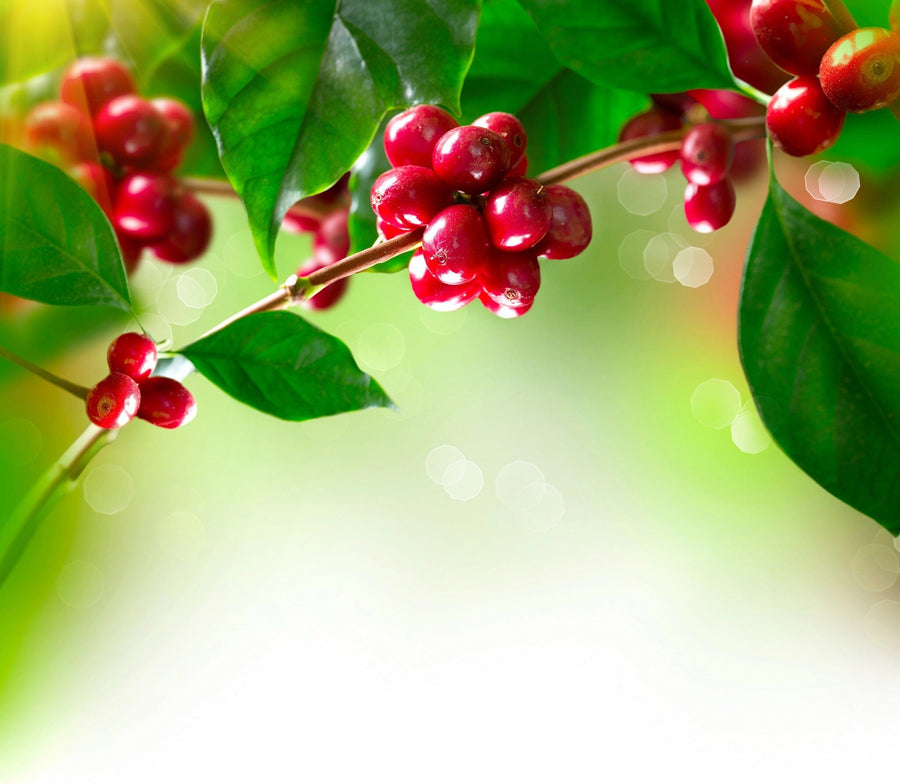 A close-up of ripe red coffee cherries on a branch with lush green leaves contrasts against a soft, blurred background, reminiscent of the Coffee Cherry Branch Wall Mural, which brings vibrant nature indoors with its glossy texture and bright lighting.