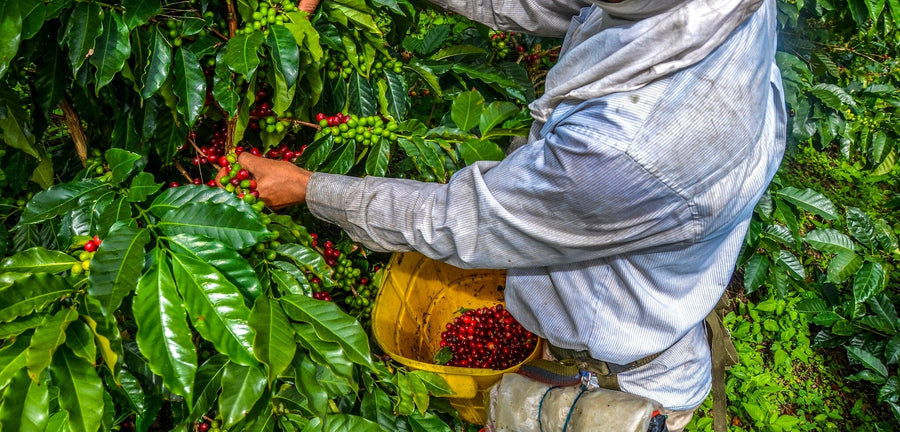 A person in a long-sleeved shirt and head covering harvests red coffee cherries from lush green plants, filling a yellow waist container—an inspiring image now captured in the Coffee 12 Wall Mural for your space.