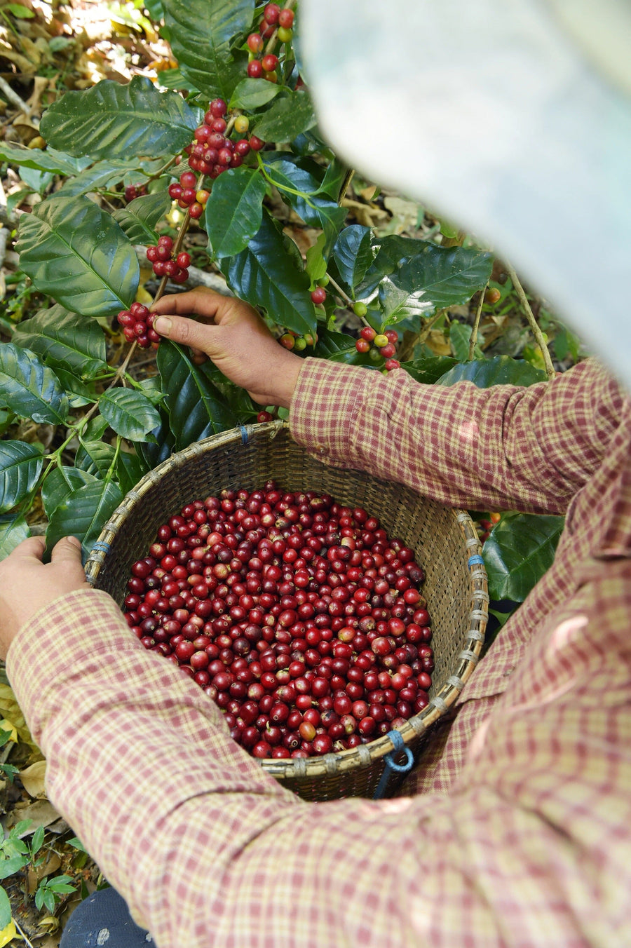 Amidst the vibrant coffee farm, a person in a striped shirt and hat skillfully harvests red cherries into an overflowing basket, much like how the Coffee Harvesting Process Wall Mural transforms a space with its vivid colors and lively scene.