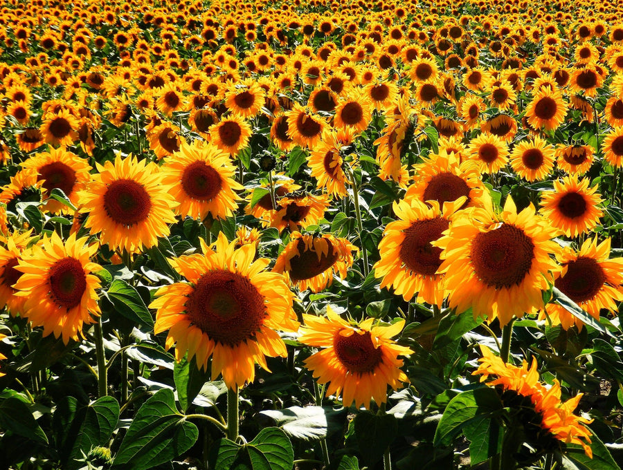 Color Photography of Sunflower Field Wall Mural