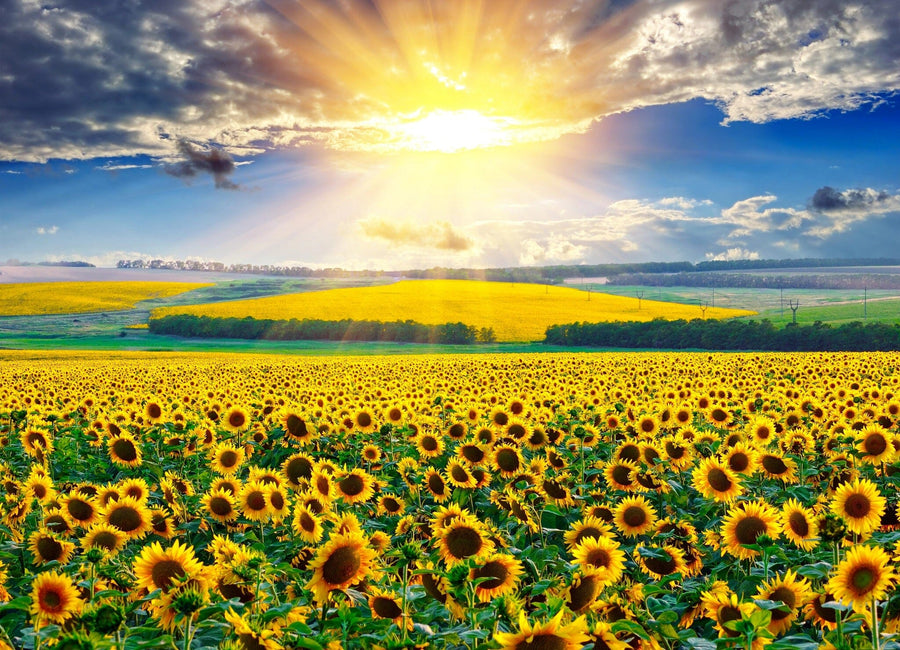 The Dawn in Bloom Wall Mural features a vast field of sunflowers beneath a dramatic sunset, with golden sunlight illuminating the flowers and rolling green hills for a vibrant, peaceful look in your space.