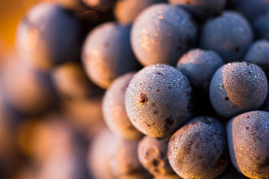 A close-up of dewy grapes glistening in soft light is captured in the Dew-Covered Purple Grapes Wall Mural. The removable wallpaper effect adds depth, making the smooth grapes seem to pop and glow warmly, perfectly capturing their freshness.