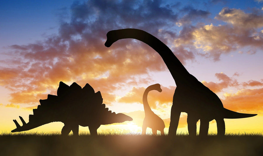 The Dinosaurs in Sunset Wall Mural  features silhouettes of three dinosaurs on grassy terrain with a vibrant sunset backdrop. Perfect for custom printed murals, it adds a unique touch to any space with its captivating prehistoric scene and colorful sky.