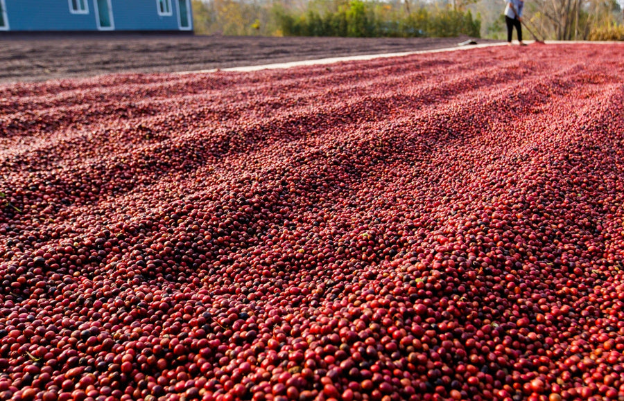 Thousands of red coffee cherries dry under the sun in long rows, with a person by a blue building in the background. This vivid low-angle image is featured on the Coffee 4 Wall Mural, ideal as a custom or peel and stick wall mural.