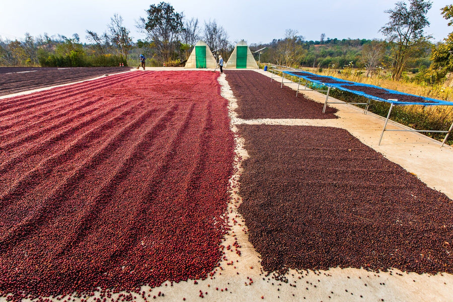 The Drying Yard Wall Mural features coffee cherries drying in the sun on concrete patios, with trees and green-roofed shelters in the background—an inspiring and vibrant scene for any space.