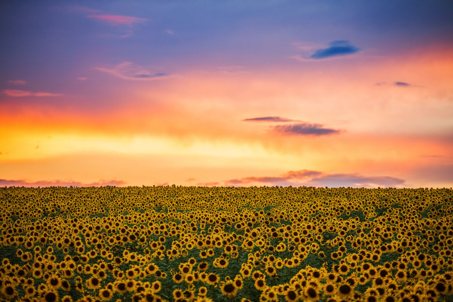 Field of Blooming Sunflowers Wall Mural