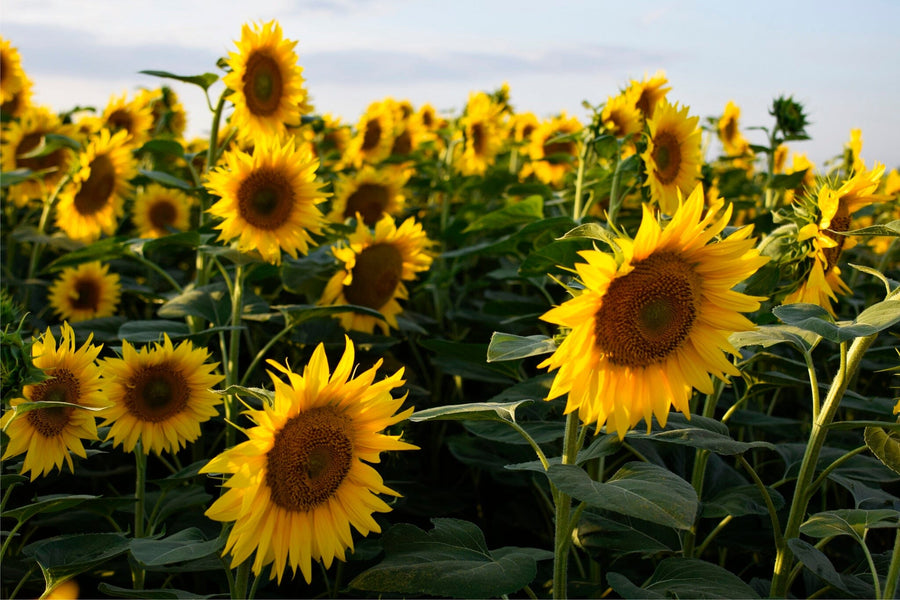 Bring summer indoors with the Field of Yellow Wall Mural, featuring lush green leaves and vivid yellow sunflowers under a blue sky. This peel and stick mural is perfect for removable wallpaper or custom printed wall decor.