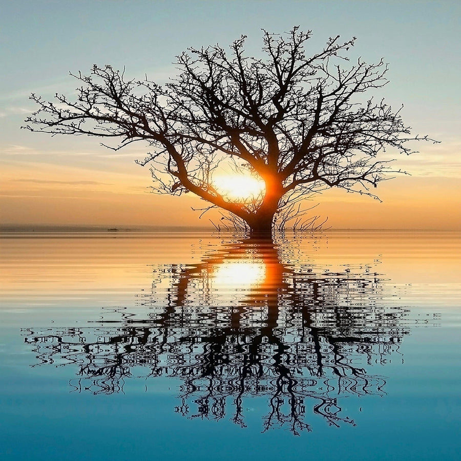 The "Flooded Landscape Wall Mural" by Deposit photo depicts a serene sunset with a silhouetted leafless tree in still water, reflecting the sky's soft orange and blue hues—ideal for peel and stick wall decor.