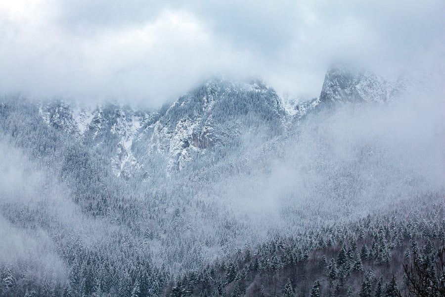 Foggy Mountain Peaks Covered with Pine Forests Wall Mural Wallpaper Mural Color Original Custom Size