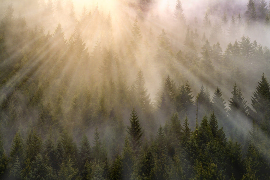 Foggy Forest with Sun Rays Wall Mural Wallpaper Mural Deposit Photo Color Original Custom Size