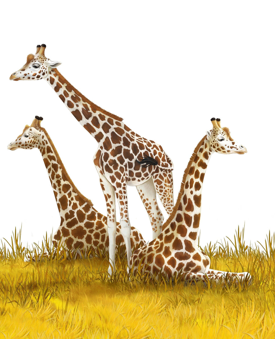 The Giraffe Trio Wall Mural features three giraffes with patterned brown and white coats resting in tall yellow grass, one standing between them, all facing different directions against a plain white background.
