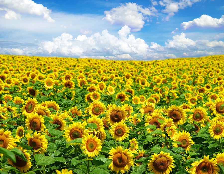 Bring a cheerful sea of bright yellow sunflowers and lush green leaves into your space with the Golden Bloom Sea Wall Mural, a peel and stick design featuring a vibrant blue sky dotted with fluffy clouds.