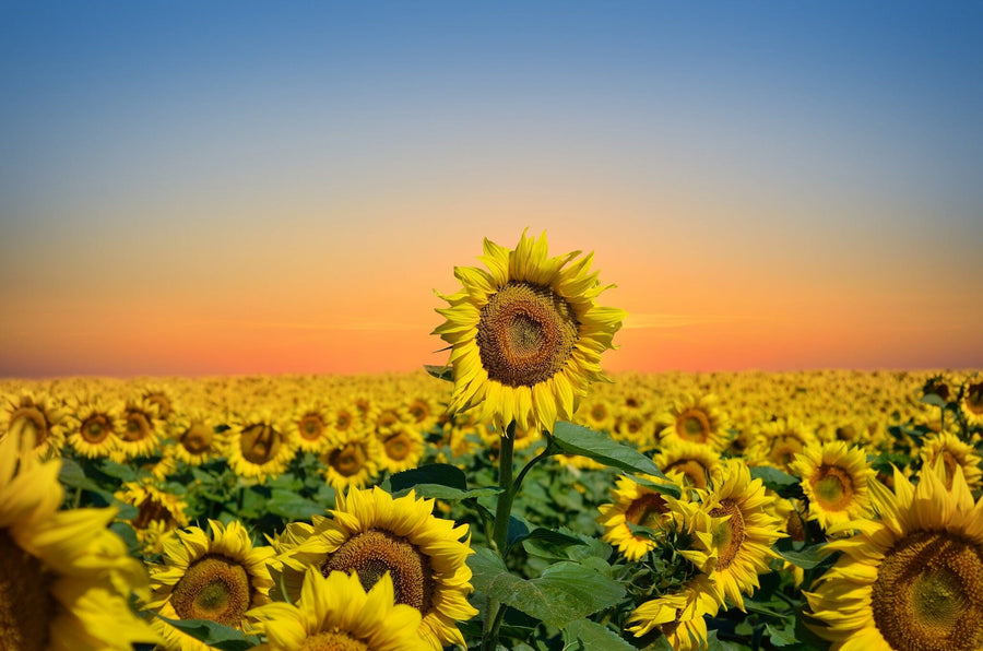 The Sun 5 Wall Mural captures a vast field of sunflowers beneath a stunning sunset. Vibrant yellow blooms with one prominent in the foreground complement the sky’s orange to deep blue gradient, crafting a serene and picturesque landscape.