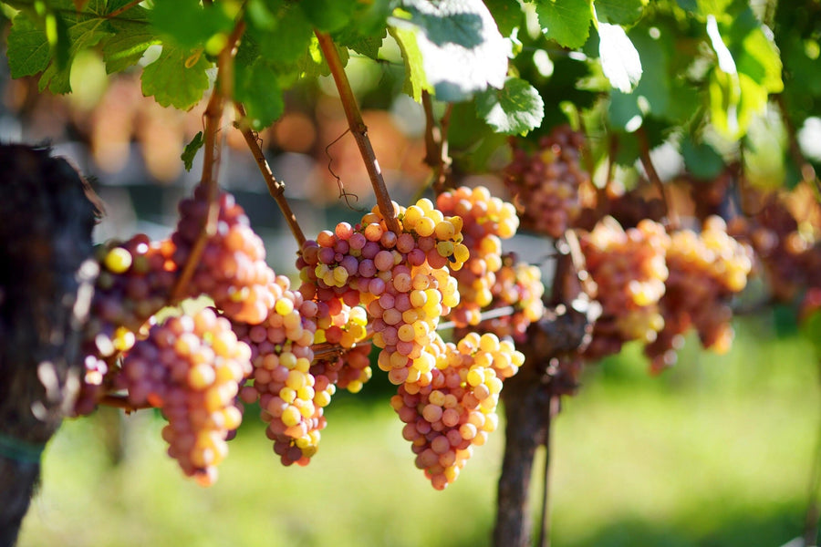 Clusters of ripe, pinkish-yellow grapes hang from lush green vines in a sunlit vineyard, reminiscent of the Wine 16 Wall Mural, where sunlight filters through leaves casting soft shadows against a gently blurred background.