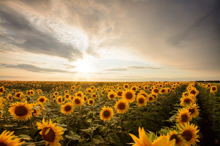 Transform your space with the Golden Hour Bloom Wall Mural, featuring a field of blooming sunflowers under a dramatic sunset—available as custom-printed or peel and stick murals for radiant golden and green accents.