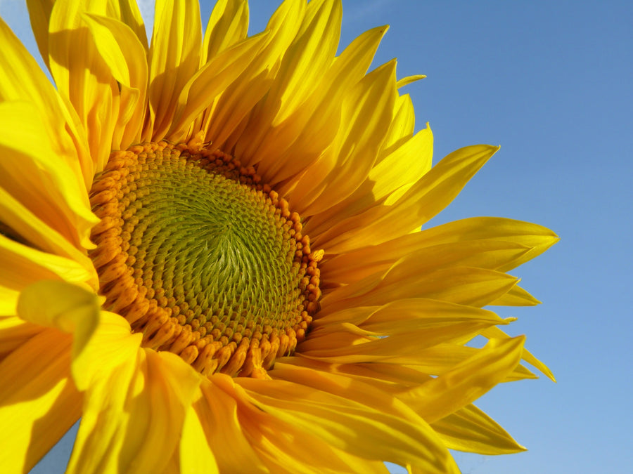 Golden Sunflower Wall Mural