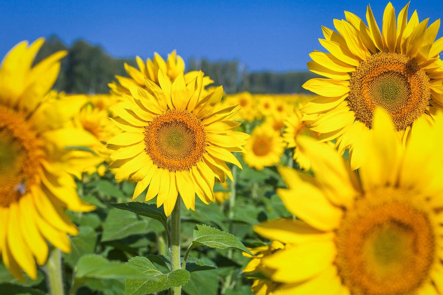 Under a clear blue sky, the "Golden Sunflower Field Wall Mural" features large yellow petals and intricate centers in the foreground, with more sunflowers filling the background for a sunny, cheerful scene.