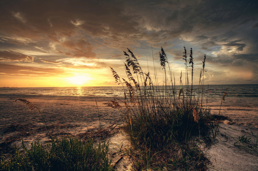 Sunset over ocean with tall grass and sea oats – Peel and Stick Wall Murals