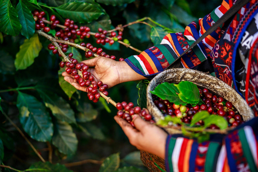 A person harvests ripe red coffee cherries amid lush foliage—an ideal scene for the Handpicked Coffee Berries Wall Mural, perfect as a custom printed or peel and stick mural in your space.