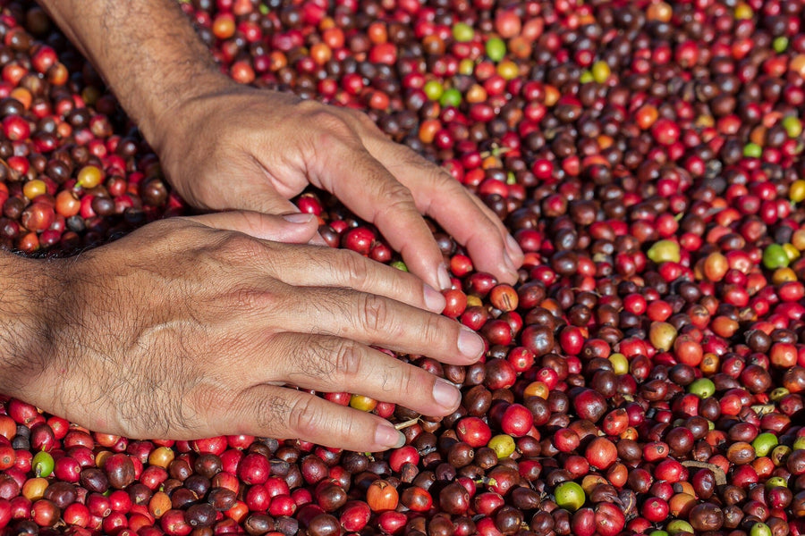 Two adult hands sift through vibrant coffee cherries, capturing the essence of nature’s rich textures—a perfect scene for the Coffee 3 Wall Mural, ideal as a custom printed or peel and stick statement piece.